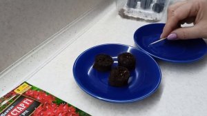 Посев Пентаса проще простого.11 декабря 2021г