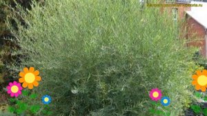 Ива ледебура Ледебура. Краткий обзор, описание характеристик, где купить саженцы salix ledebouriana