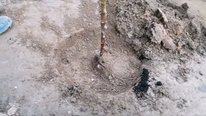 Колоновидная яблоня. Посадка и обрезка.