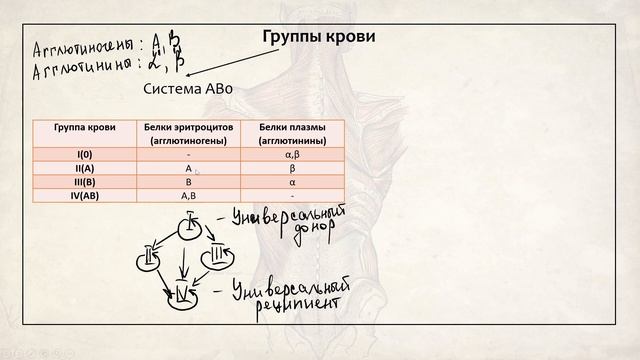 Группы крови. Резус-конфликт. Фрагмент занятия по биологии. смотреть онлайн