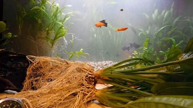 Эхинодорус стал БОЛЬШИМ!!! смотреть онлайн