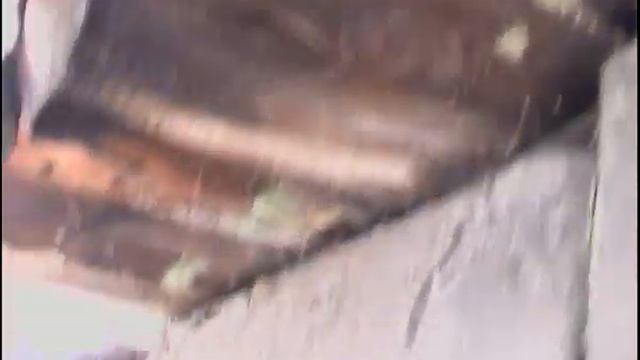 Ночной мотылек Совка. Мимикрия (маскировка) смотреть онлайн