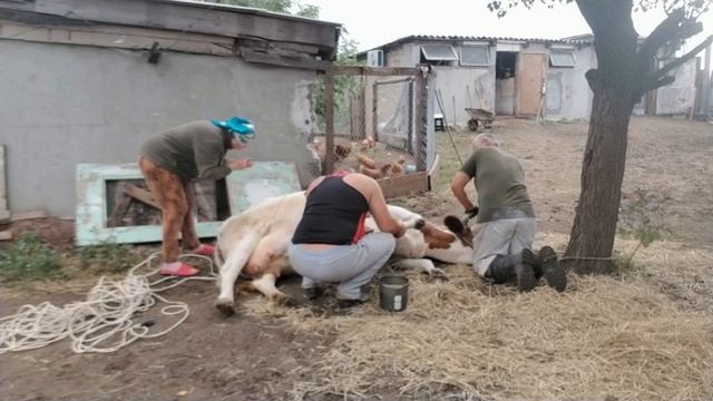 Такого никто не ожидал Лечение Ромашки