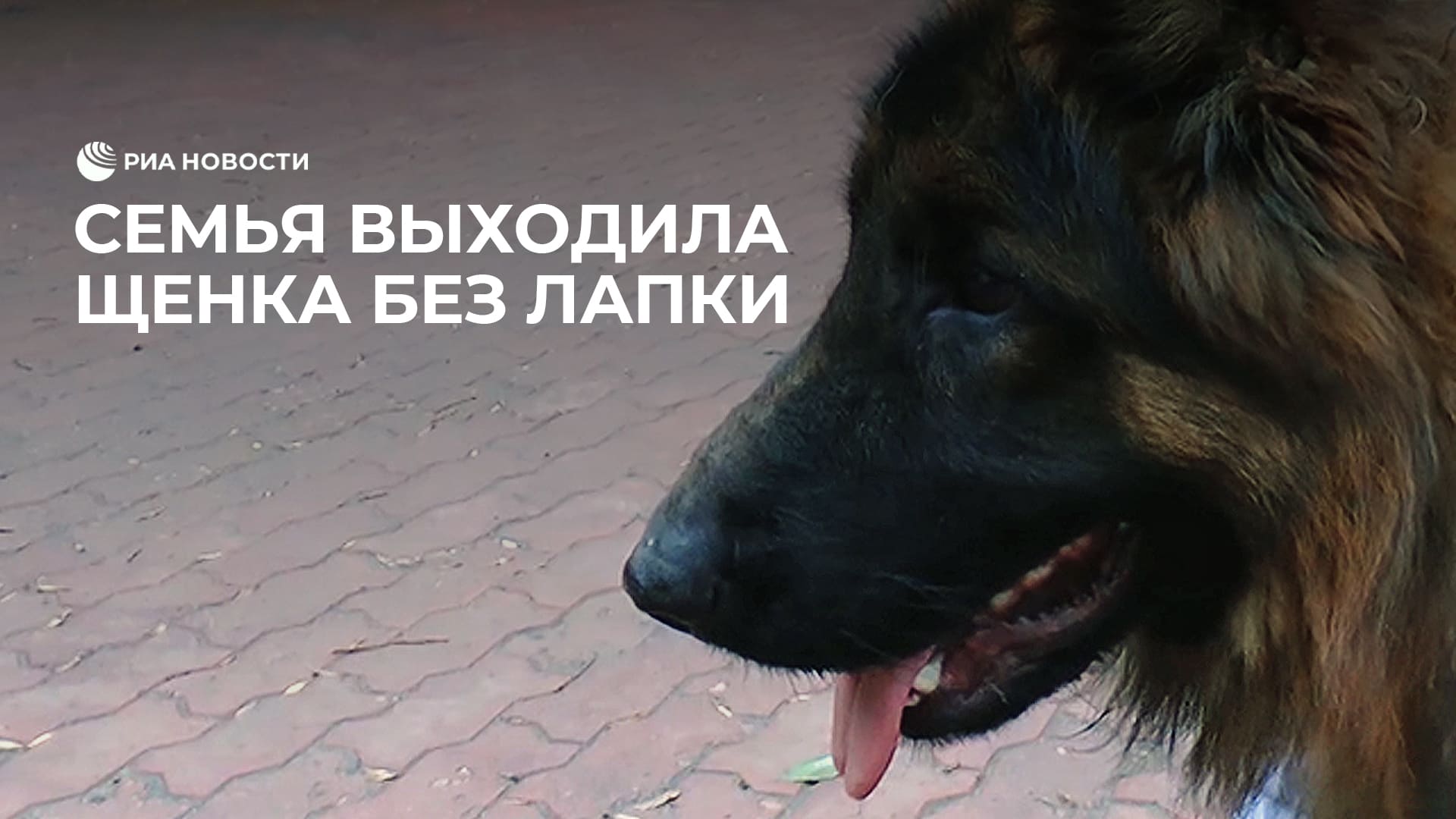 вакцинация собак. выходил щенка. картинка заскулила собака в шубе. пластиковая дверь для собаки. выходил щенка.