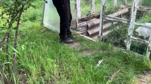 Эксперимент с рассадой томатов. Обзор огорода.