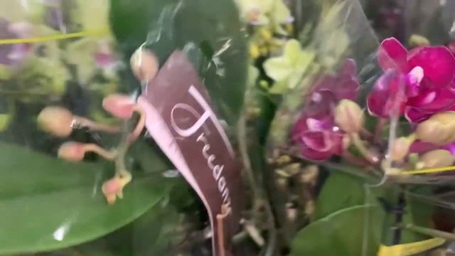 Флорэвиль?обзор орхидей 27.07.22?Москва Ступинский пр д1 стр6