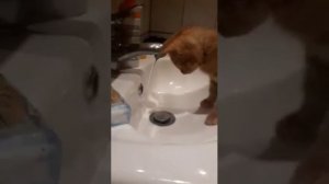 Кот в стиралке. Кошак в стиральной машинке!