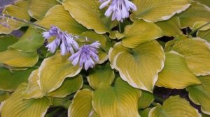 хоста Лаксайд Ча Ча (Lakeside Cha-Cha)