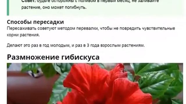 Гибискус:  Как ухаживать за гибискусом в домашних условиях?