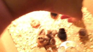 Как цыплят переселяли из инкубатора в брудер