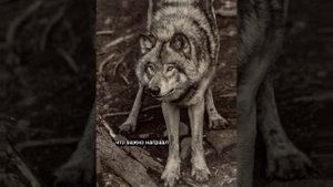 История мальчика-волка с которого был написан Маугли
