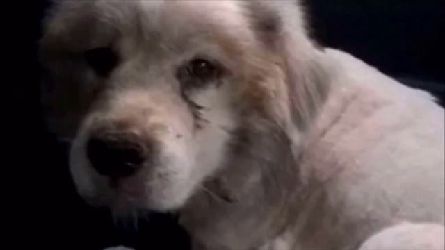 Он запер собаку на 7 лет в сарай… Когда волонтеры пришли его спасать, они онемели… смотреть онлайн