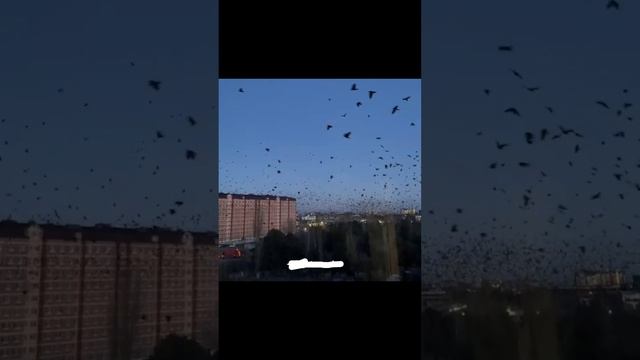 Над одной из улиц Каспийска кружило облако птиц