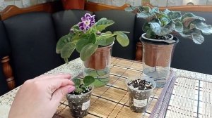 Отсаживаю пасынки фиалок