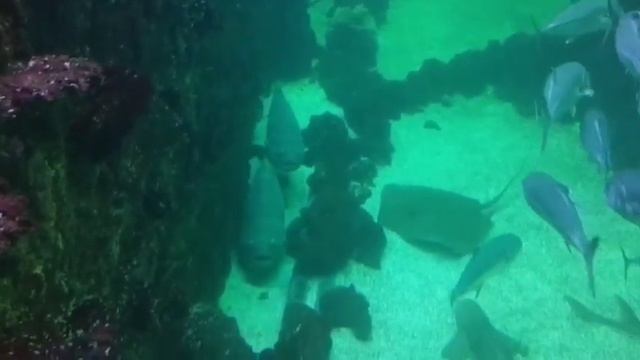 Океанариум в Т.Р.Ц VEGAS Крокус Сити станция метро Мякинино в Москве последняя часть. смотреть онлайн