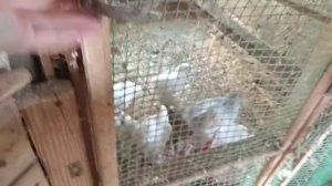 Вакцина кур против ньюкаслской болезни из штамма "Ла-Сота" сухая живая