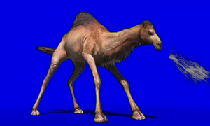 верблюд плюётся хромакей \ the camel spits green screen