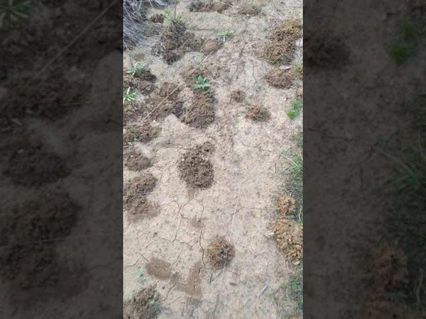 Активность муравьёв на просёлочной дороге зашкаливает!