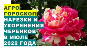 Агрогороскоп нарезки и укоренения черенков, а также укоренения отводков растений в июле 2022 года