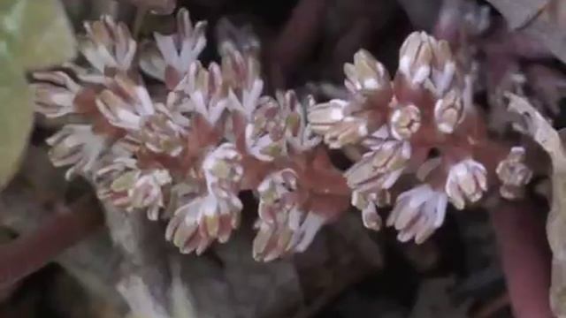Plant portrait - Allegheny spurge (Pachysandra procumbens) смотреть онлайн