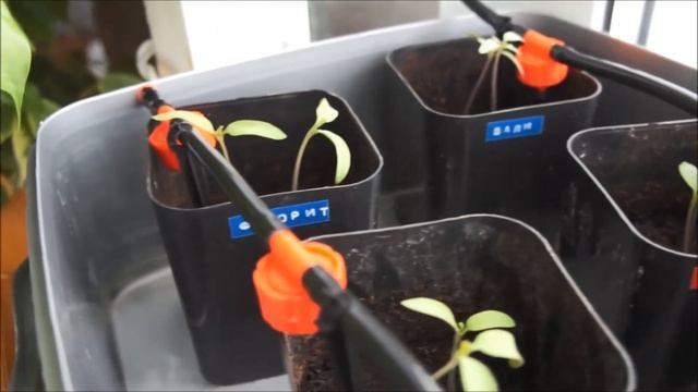 Капельный полив из резервуара смотреть онлайн