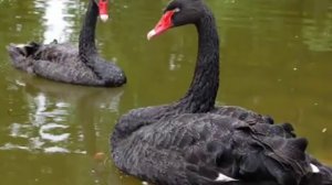 GIOVANNI MARRADI - Selection