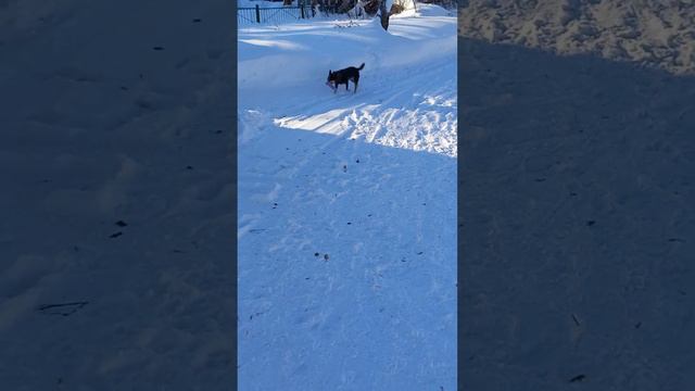 🐺🫡 В игре с собакой. / Australian cattle dog