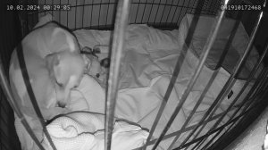 Джек Рассел терьер роды самостоятельная