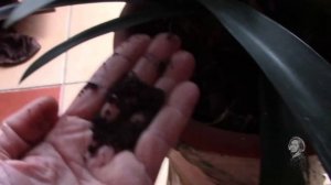 КЛИВИЯ КРАСОТКА!  ВАЖНО ЗНАТЬ.