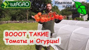 СВЕКОЛЬНЫЙ МЕТОД! УВЕЛИЧИТЬ УРОЖАЙ ТОМАТА и ОГУРЦА БЕЗ ОБРАБОТОК и ПОДКОРМОК! КАК? А ОЧЕНЬ ПРОСТО!