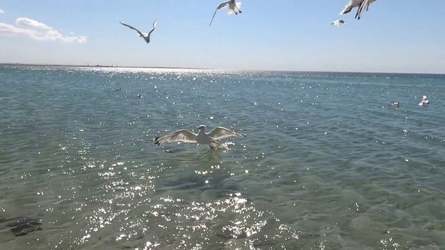 ЧАЙКИ. МОРЕ. смотреть онлайн