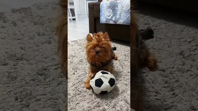 #смешныевидео #моясобака #приколысживотными #приколы #йорк
