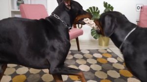 10 вопросов про доберманов: характер, темперамент. Мнение владельцев о породе