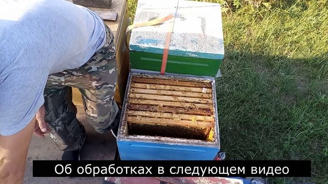 Подсадка маток без осиротения смотреть онлайн