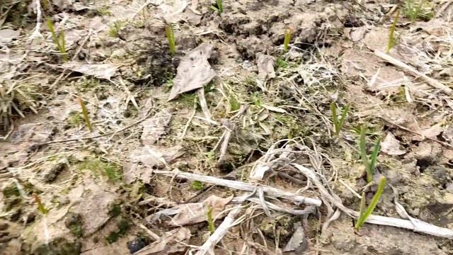 Март 2023. Обзор дачи. Проверка роста и развития чеснока, лука. Что стало с горчицей? Подзимний сев смотреть онлайн