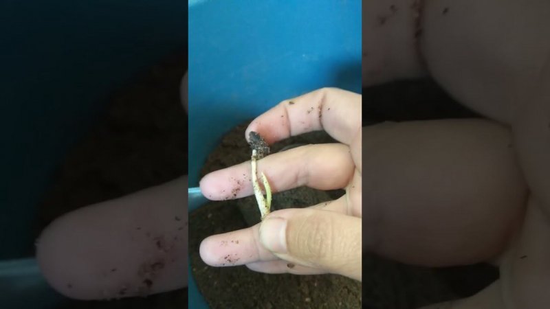 кто был в горшке с цветами?Продолжение