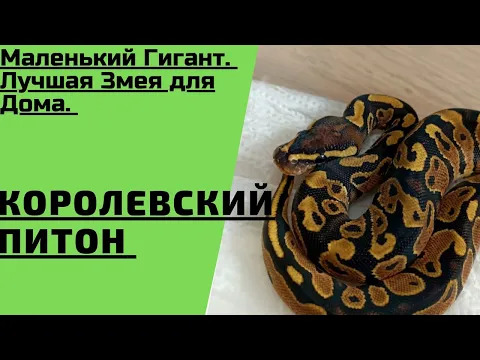 Королевский Питон / Лучшая Змея Для Дома / Уход и Содержание Необычных Животных / Змея Для Новичков