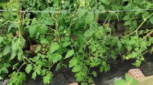 "Колоновидный" томат - не покупайтесь на название! Мы покажем, что он совсем не колонновидный.