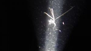 Как плавают креветки