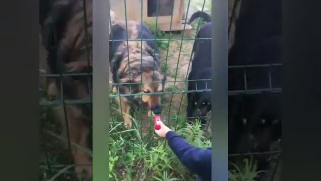 Гоша, ищет дом. давайте делать добро. смотреть онлайн