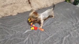 Играем с Марси. Щенок йорка 5 месяцев