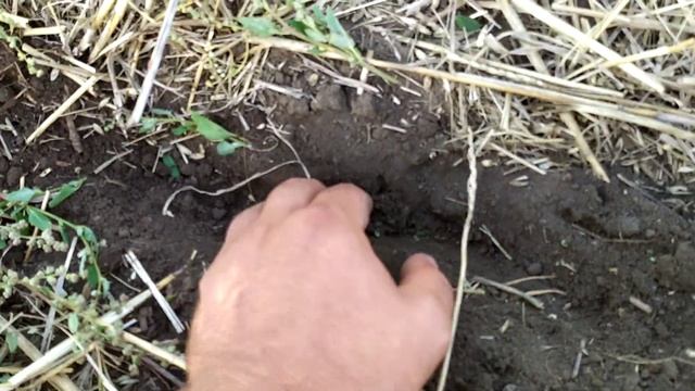 Посев рапса no-till.