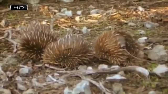 ЕХИДНА ИНТЕРЕСНЫЕ ФАКТЫ смотреть онлайн