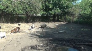 Жизнь в деревне - поросята растут, картошку собрали