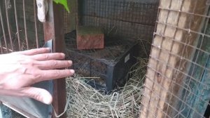 как посадить несушку на яйца правильно