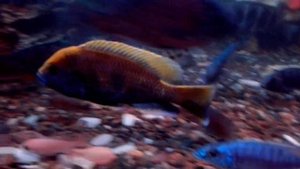 Золотой леопард самец