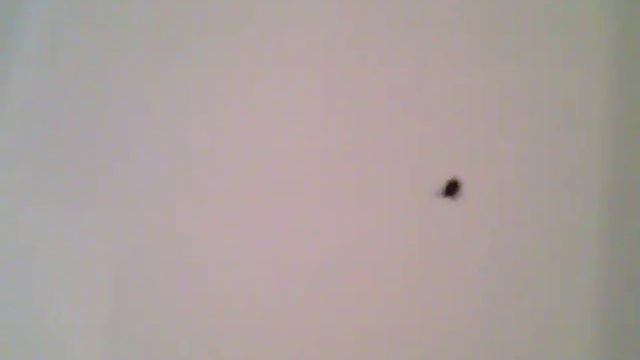 Лесной клещ живой смотреть онлайн