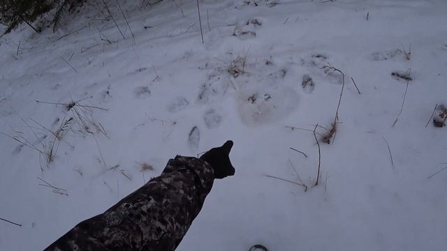 Жесть! ВОЛКИ ПРИШЛИ ПРЯМО В ЖИЛУЮ ДЕРЕВНЮ!!! Охота 2021.