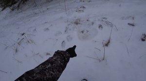 Жесть! ВОЛКИ ПРИШЛИ ПРЯМО В ЖИЛУЮ ДЕРЕВНЮ!!! Охота 2021.