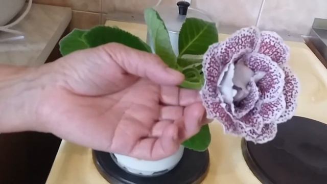 Цветут глоксинии / цветы дома / gloxinia at home